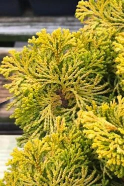 Golden Dwarf Hinoki Cypress - Chamaecyparis Obtusa 'Nana Lutea' - 3 Gallon Pot -Garden Plants chamaecyparis obtusa nana lutea 103