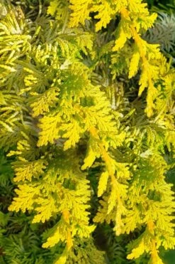 Golden Fernspray Hinoki Cypress - 3 Gallon Pot -Garden Plants chamaecyparis obtusa tetragona aurea hinoki cypress 5