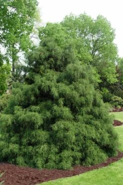 Green Thread Cypress (Chamaecyparis Pisifera Filifera) - 3 Gallon Pot