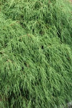 Green Thread Cypress (Chamaecyparis Pisifera Filifera) - 3 Gallon Pot -Garden Plants chamaecyparis pisifera filifera green thread cypress 3