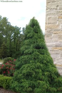Green Thread Cypress (Chamaecyparis Pisifera Filifera) - 3 Gallon Pot -Garden Plants chamaecyparis pisifera filifera green thread cypress 4