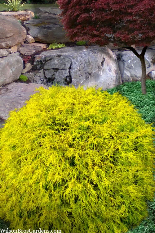 King's Gold Sawara False Cypress - 2 Gallon Pot 1 King's Gold Sawara False Cypress - 2 Gallon Pot