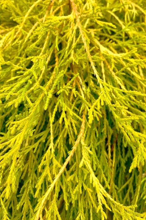 King's Gold Sawara False Cypress - 2 Gallon Pot 4 King's Gold Sawara False Cypress - 2 Gallon Pot - Image 4