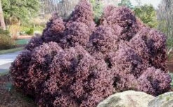 Heatherbun Atlantic White Cedar (Chamaecyparis Thyiodes) - 2 Gallon Pot -Garden Plants chamaecyparis thyoides heatherbun atlantic white cedar 2