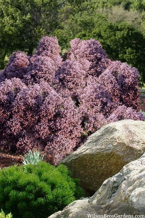 Heatherbun Atlantic White Cedar (Chamaecyparis Thyiodes) - 1 Gallon Pot 1 Heatherbun Atlantic White Cedar (Chamaecyparis Thyiodes) - 1 Gallon Pot