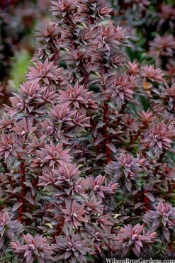 Red Star Cedar - 1 Gallon Pot -Garden Plants chamaecyparis thyoides red star cedar 8