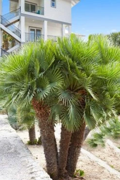 European Fan Palm - 7 Gallon Pot -Garden Plants chamaerops humilis european fan palm 101