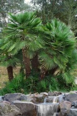 European Fan Palm - 7 Gallon Pot -Garden Plants chamaerops humilis european fan palm 102