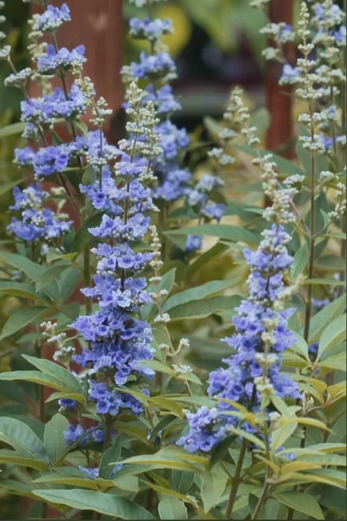 Blue Chaste Tree - Vitex Agnus-castus - 1 Gallon Pot 4 Blue Chaste Tree - Vitex Agnus-castus - 1 Gallon Pot - Image 4