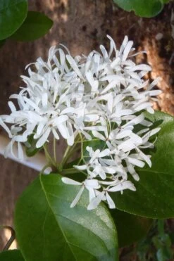 Tokyo Tower Chinese Fringe Tree (Chionanthus Retusus) - 7 Gallon Pot (5-6') -Garden Plants chionanthus retusus tokyo tower chinese fringe tree 4