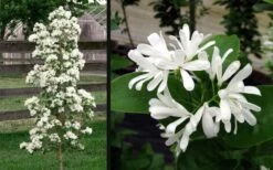 Tokyo Tower Chinese Fringe Tree (Chionanthus Retusus) - 7 Gallon Pot (5-6') -Garden Plants chionanthus retusus tokyo tower chinese fringe tree 6