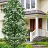 Tokyo Tower Chinese Fringe Tree (Chionanthus Retusus) - 7 Gallon Pot (5-6')