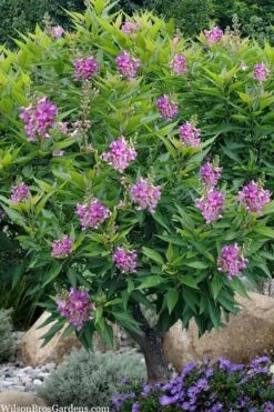 El Nino Desert Orchid (Chitalpa) - 3 Gallon Pot 11 El Nino Desert Orchid (Chitalpa) - 3 Gallon Pot -Garden Plants chitalpa el nino desert orchid 10