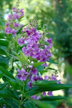 El Nino Desert Orchid (Chitalpa) - 3 Gallon Pot 14 El Nino Desert Orchid (Chitalpa) - 3 Gallon Pot -Garden Plants chitalpa el nino desert orchid 6