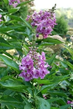 El Nino Desert Orchid (Chitalpa) - 3 Gallon Pot 13 El Nino Desert Orchid (Chitalpa) - 3 Gallon Pot -Garden Plants chitalpa el nino desert orchid 8