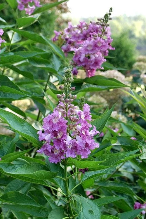 El Nino Desert Orchid (Chitalpa) - 3 Gallon Pot 6 El Nino Desert Orchid (Chitalpa) - 3 Gallon Pot - Image 6