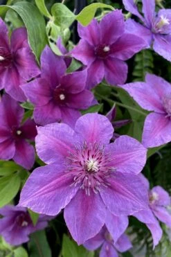 Adam's Courage Clematis - 1 Gallon Pot -Garden Plants clematis adams courage 2