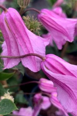 Alionushka Clematis - 1 Gallon Pot -Garden Plants clematis alionushka 500x750 1