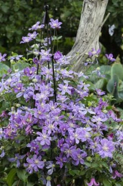 Arabella Clematis - 1 Gallon Pot 12 Arabella Clematis - 1 Gallon Pot -Garden Plants clematis arabella 10
