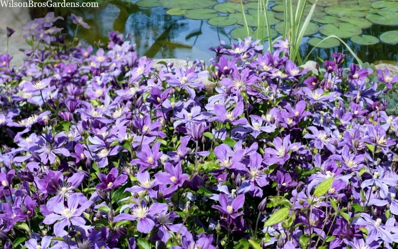 Arabella Clematis - 1 Gallon Pot 8 Arabella Clematis - 1 Gallon Pot - Image 8