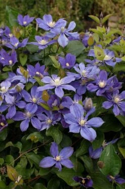Arabella Clematis - 1 Gallon Pot 17 Arabella Clematis - 1 Gallon Pot -Garden Plants clematis arabella 3