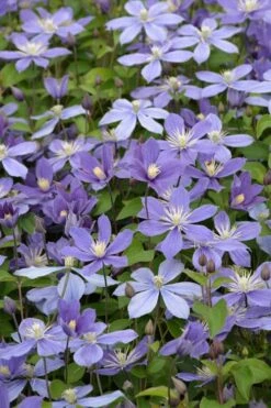 Arabella Clematis - 1 Gallon Pot 15 Arabella Clematis - 1 Gallon Pot -Garden Plants clematis arabella 5