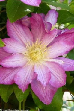 Asao Clematis - 1 Gallon Pot -Garden Plants clematis asao 10