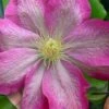 Asao Clematis - 1 Gallon Pot