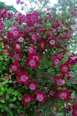 Avant-Garde Clematis - 1 Gallon Pot -Garden Plants clematis avant garde 11