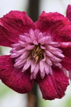 Avant-Garde Clematis - 1 Gallon Pot -Garden Plants clematis avant garde 4