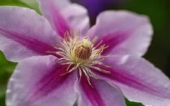 Bees Jubilee Clematis - 1 Gallon Pot -Garden Plants clematis bees jubilee 10