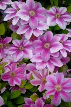 Bees Jubilee Clematis - 1 Gallon Pot -Garden Plants clematis bees jubilee 13