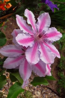 Bees Jubilee Clematis - 1 Gallon Pot -Garden Plants clematis bees jubilee 5