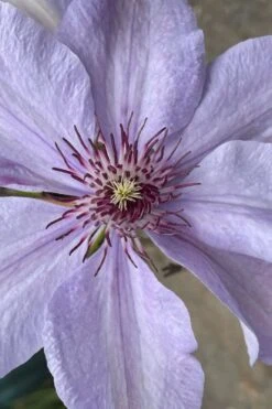 Bernadine Clematis - 1 Gallon Pot -Garden Plants clematis bernadine 8