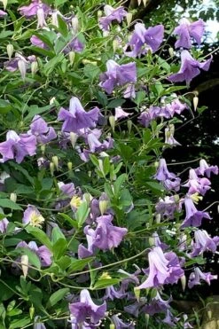 Betty Corning Clematis - 1 Gallon Pot -Garden Plants clematis betty corning 2