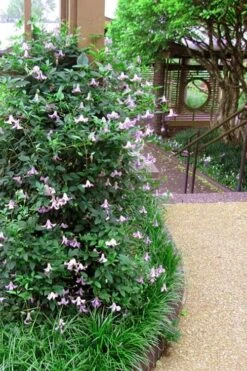 Betty Corning Clematis - 1 Gallon Pot -Garden Plants clematis betty corning 6