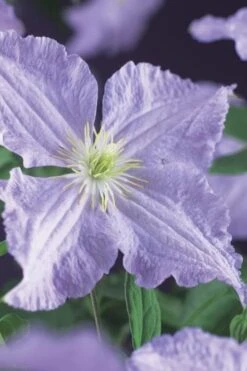 Blue Angel Clematis - 1 Gallon Pot -Garden Plants clematis blue angel 2