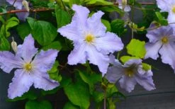 Blue Angel Clematis - 1 Gallon Pot -Garden Plants clematis blue angel 5