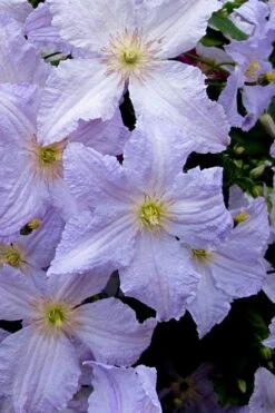 Blue Angel Clematis - 1 Gallon Pot -Garden Plants clematis blue angel 6