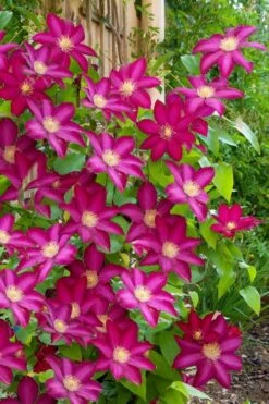 Bourbon Clematis - 1 Gallon Pot 9 Bourbon Clematis - 1 Gallon Pot -Garden Plants clematis bourbon 5