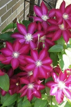 Bourbon Clematis - 1 Gallon Pot 10 Bourbon Clematis - 1 Gallon Pot -Garden Plants clematis bourbon 8