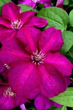 Cardinal Wyszynski Clematis - 1 Gallon Pot -Garden Plants clematis cardinal wyszynski 11