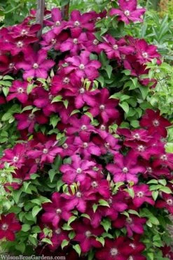 Cardinal Wyszynski Clematis - 1 Gallon Pot -Garden Plants clematis cardinal wyszynski 7