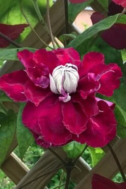 Charmaine Clematis - 1 Gallon Pot 13 Charmaine Clematis - 1 Gallon Pot -Garden Plants clematis charmaine 1