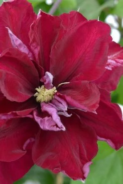 Charmaine Clematis - 1 Gallon Pot 11 Charmaine Clematis - 1 Gallon Pot -Garden Plants clematis charmaine 2