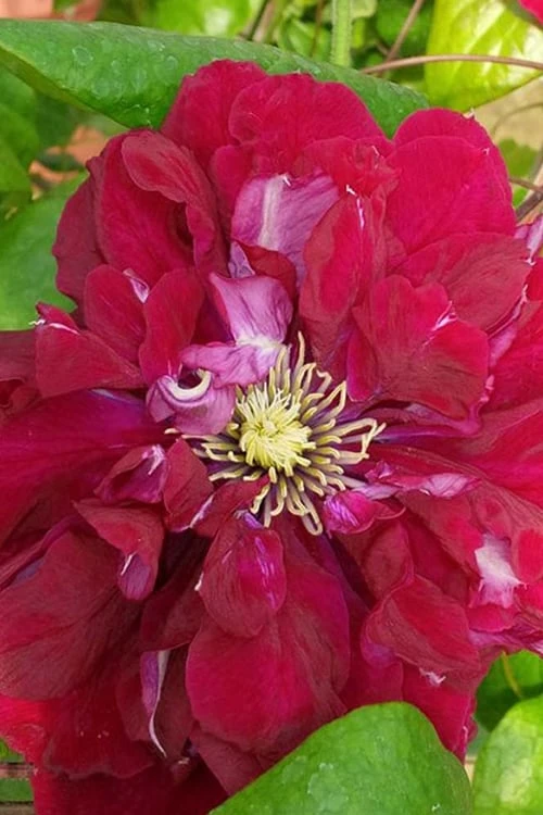 Charmaine Clematis - 1 Gallon Pot 6 Charmaine Clematis - 1 Gallon Pot - Image 6