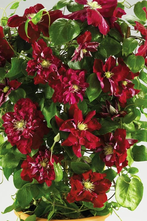 Charmaine Clematis - 1 Gallon Pot 4 Charmaine Clematis - 1 Gallon Pot - Image 4