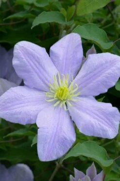 Chelsea Clematis - 1 Gallon Pot -Garden Plants clematis chelsea 1