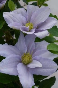 Chelsea Clematis - 1 Gallon Pot -Garden Plants clematis chelsea 3