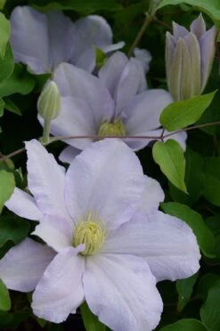 Chelsea Clematis - 1 Gallon Pot -Garden Plants clematis chelsea 4